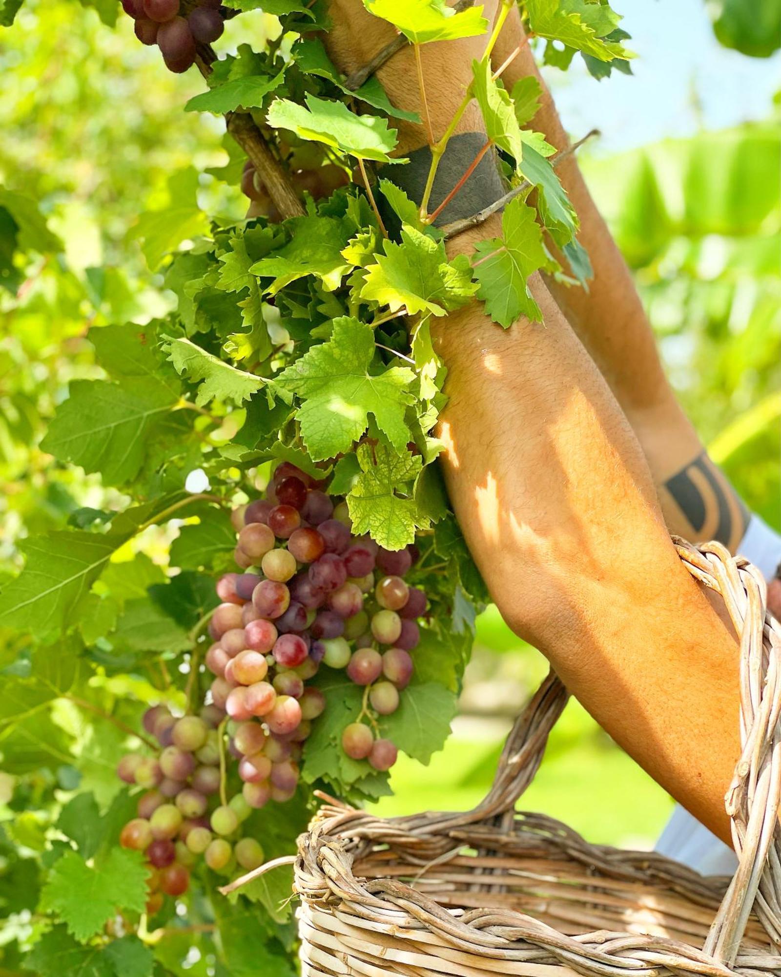 Masseria Vittoria Акая Екстериор снимка